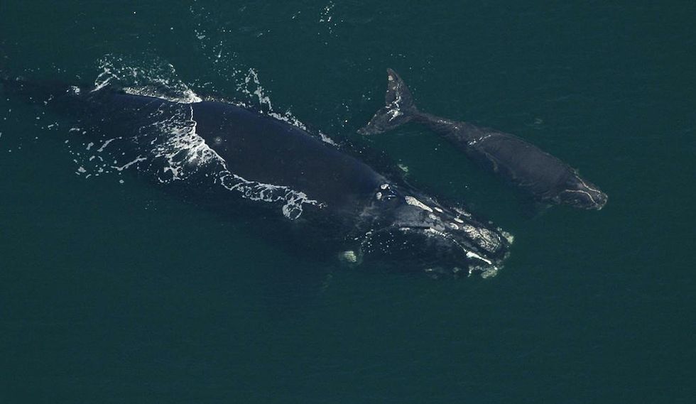 new_england_aquarium_right_whale_mother_and_calf