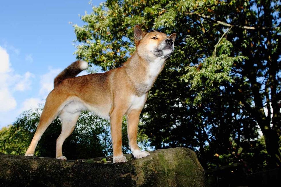 New Guinea Singing dog at exmoor zoo a