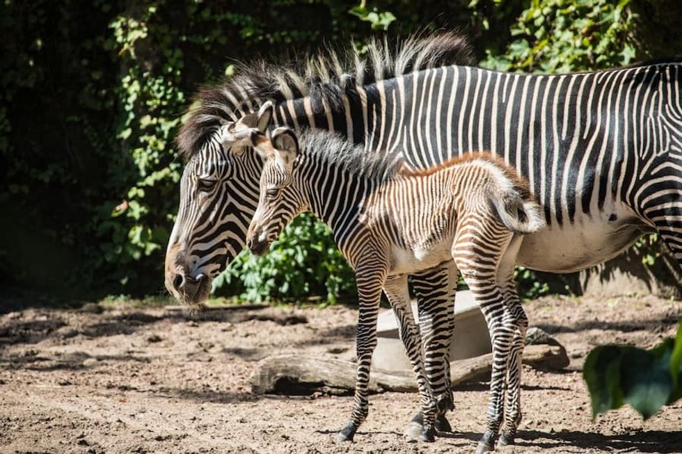 Newborn-Zebra Lincoln Park Zoo