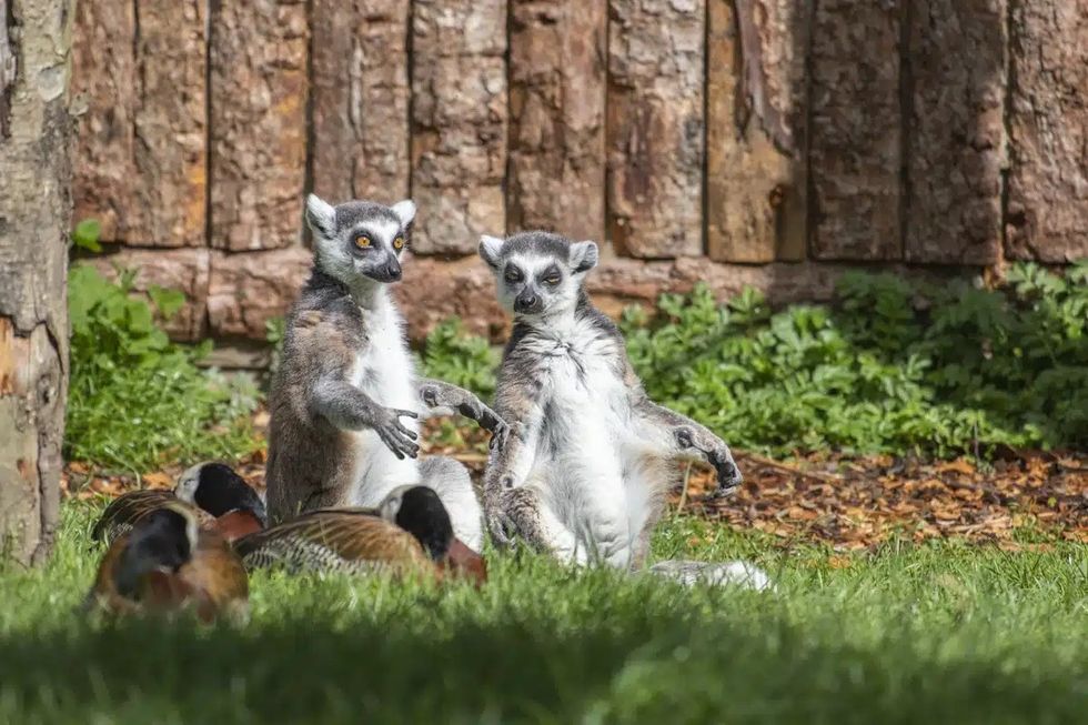 newquay zoo