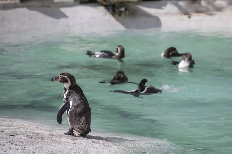 newquay zoo