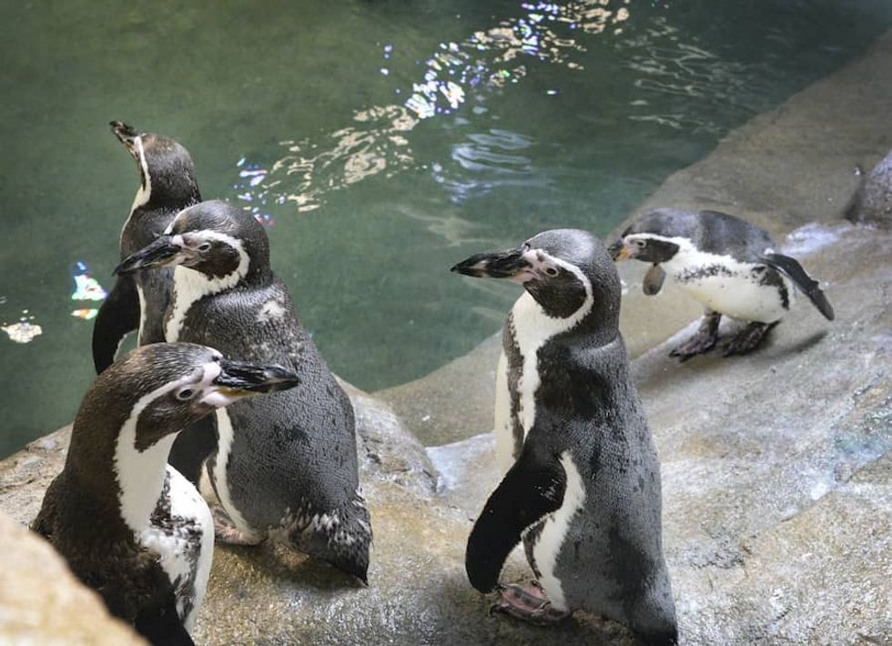 Niagara Aquarium penguins