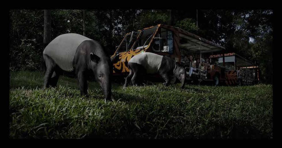 Night Safari wildlife reserves singapore - Tram with Malayan Tapir