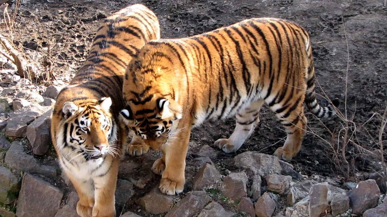 nikolaev zoo ukraine