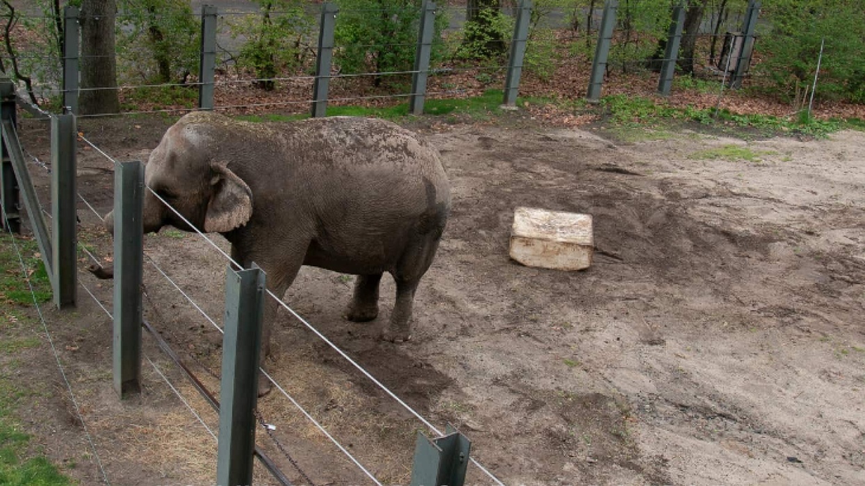 nonhuman rights project elephant