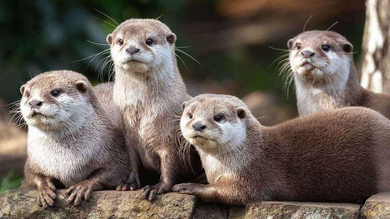 north carolina zoo asia expansion