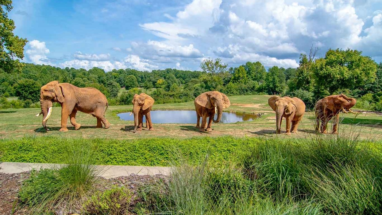 north carolina zoo