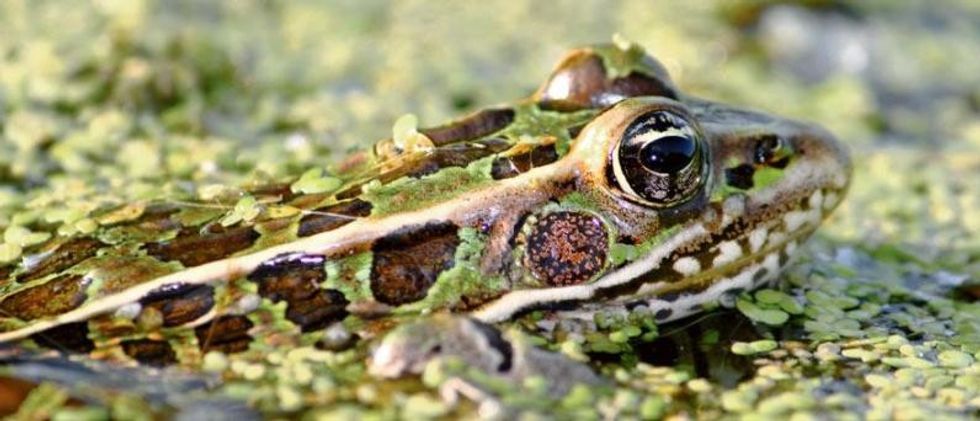 northern leopard frog