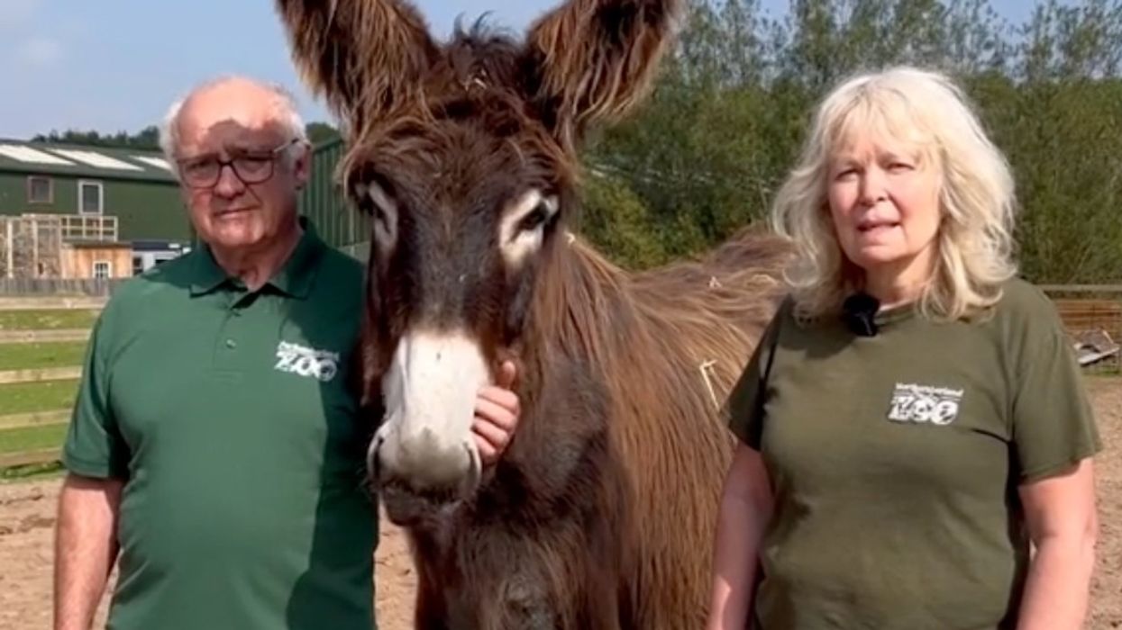 northumberland zoo tiktok video