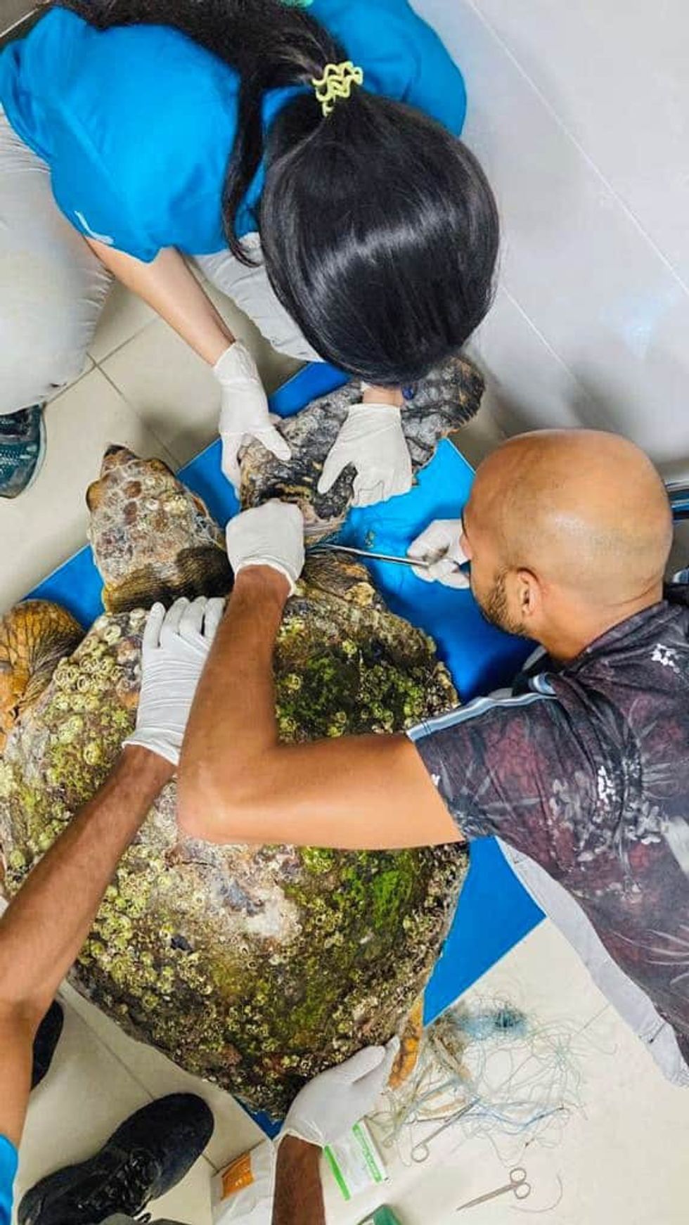 NTA team sea turtle rescue