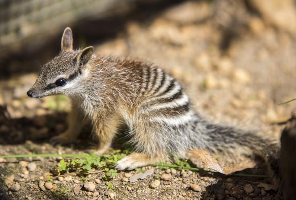 Numbat joey_