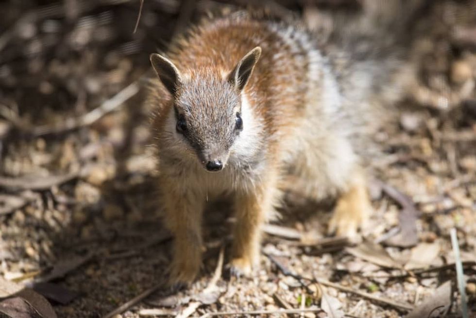 numbat joey