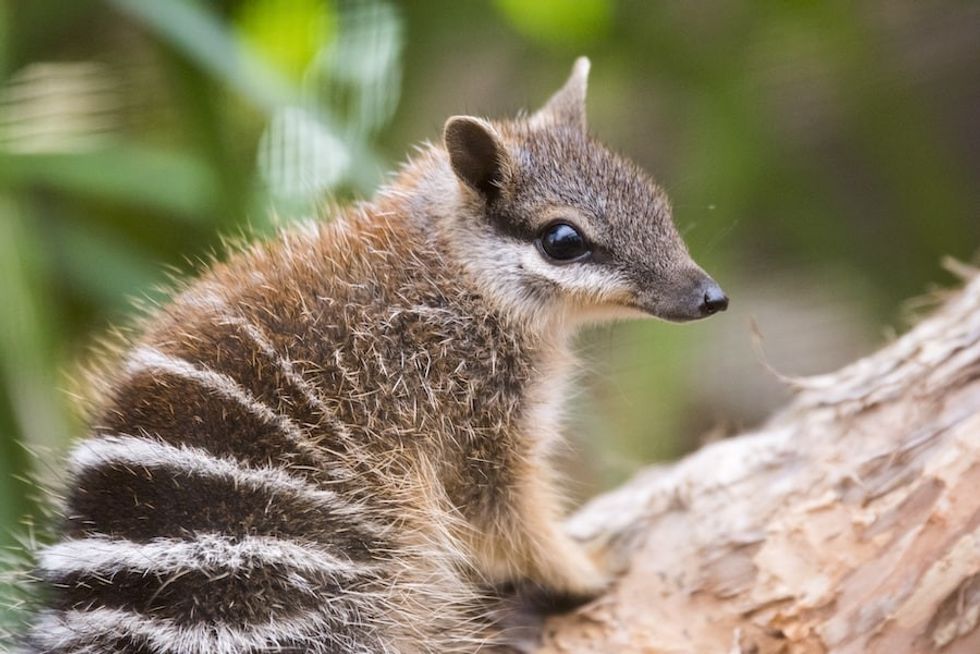 numbat