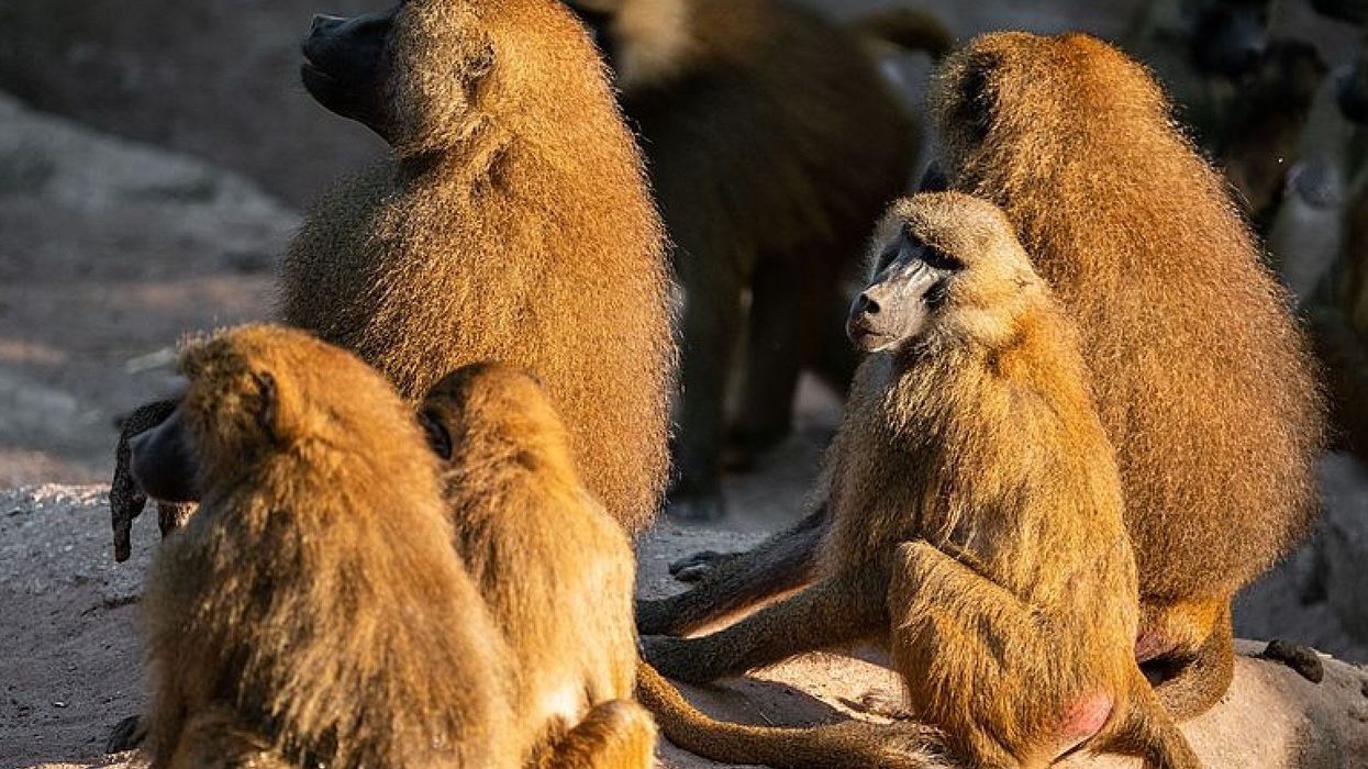 nurnberg zoo baboons