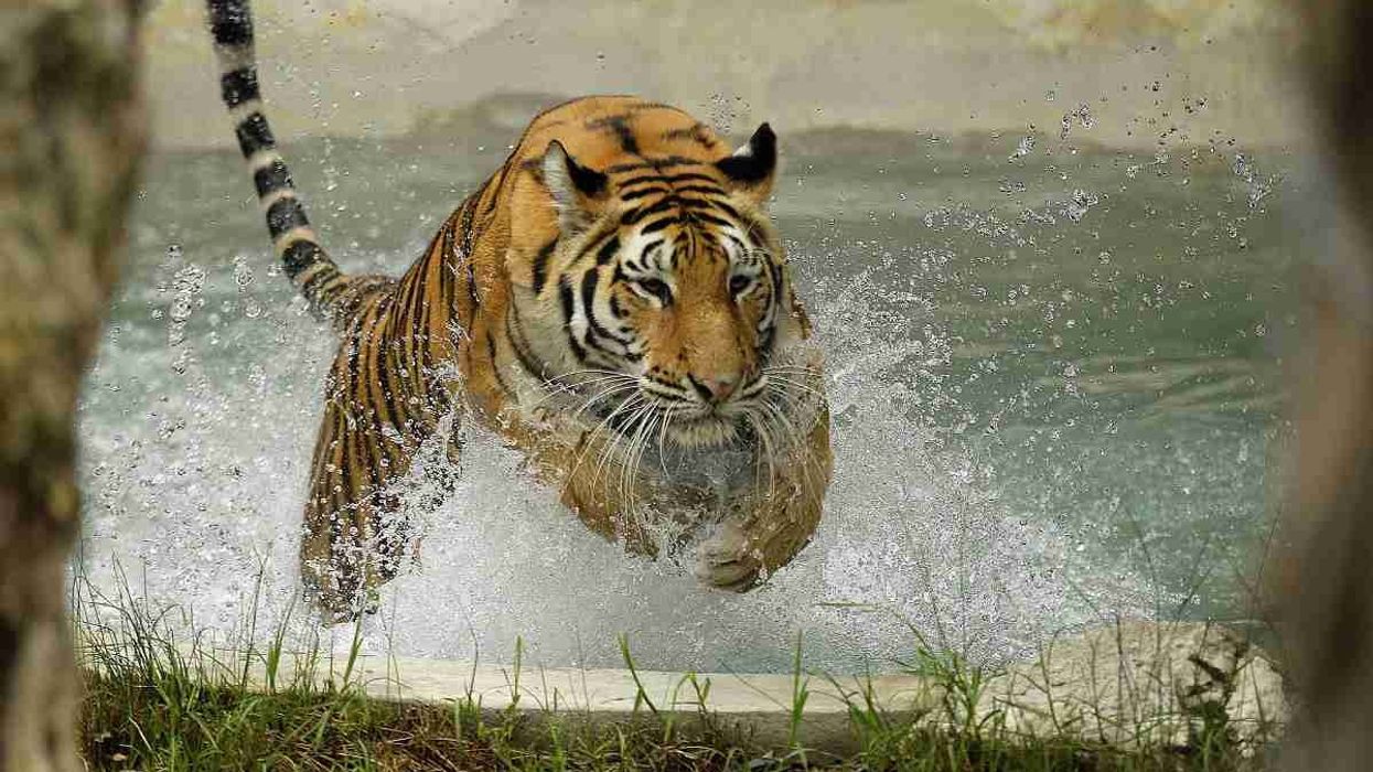 Oakland Zoo $80m Expansion Includes Largest Urban Gondola System in N. California