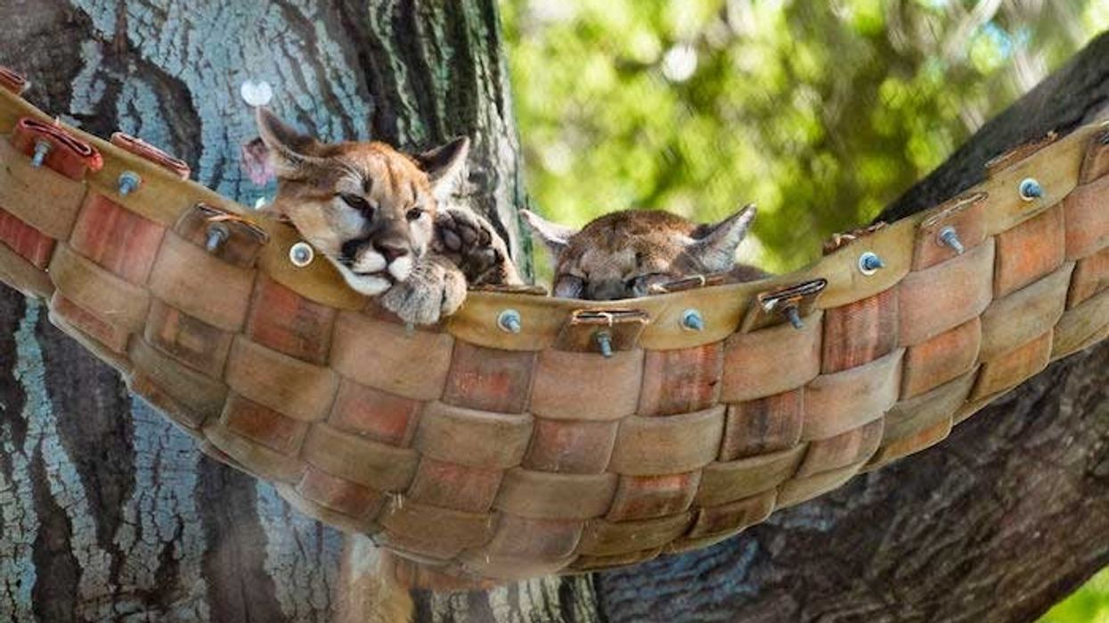 Oakland Zoo California Trail expansion mountain lions