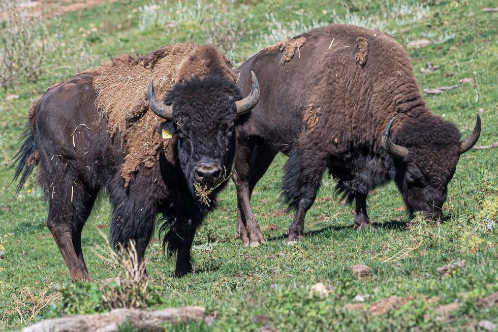 oakland zoo conservation bison
