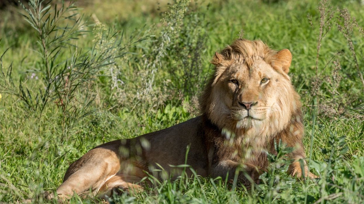 oakland zoo conservation lion