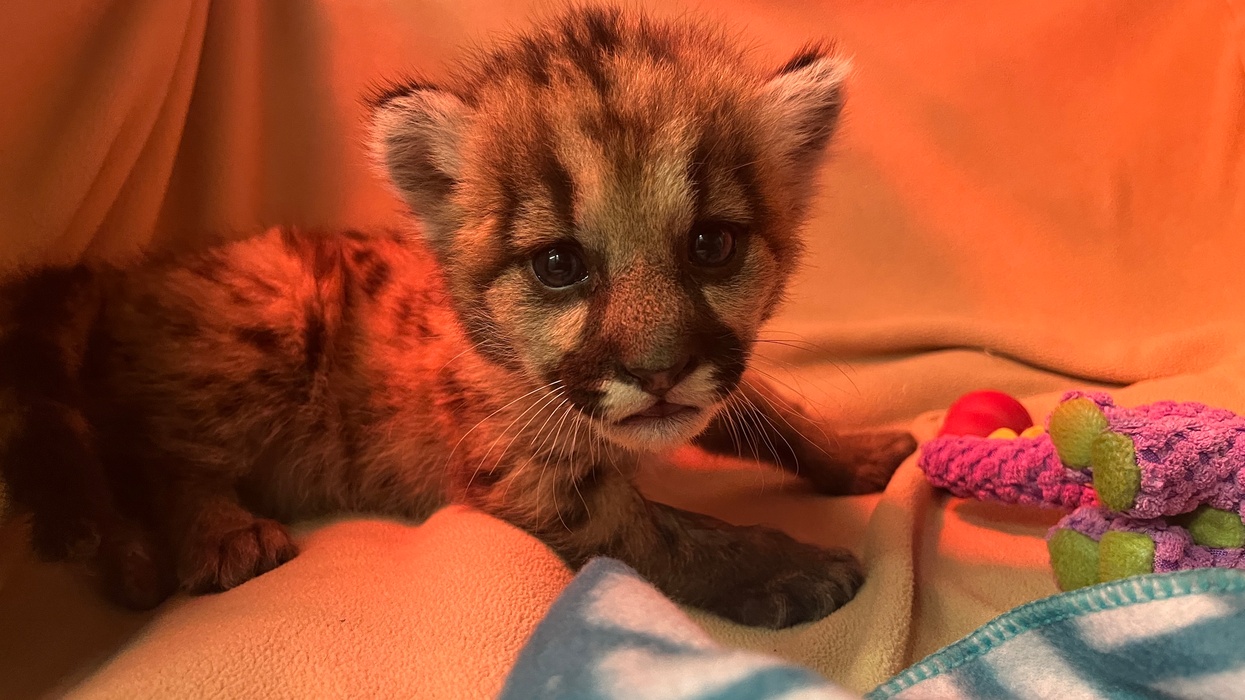 oakland zoo mountain lion cub