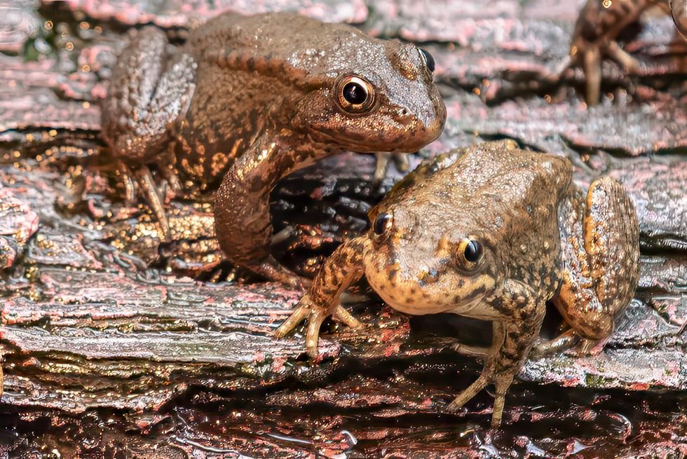 oakland zoo yellow-legged frogs
