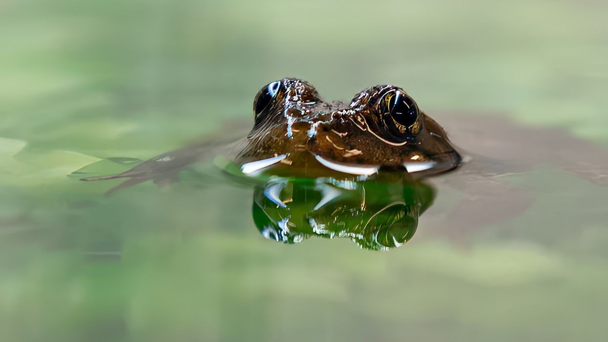 oakland zoo yellow-legged frogs
