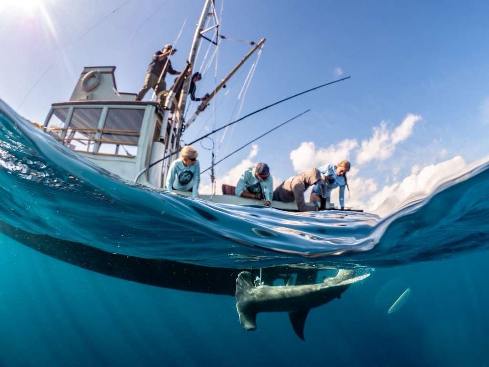 Ocean First Institute Hammerhead shark