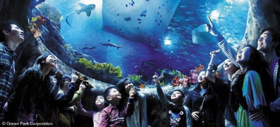 Ocean-Park-Hong-Kong-aquarium
