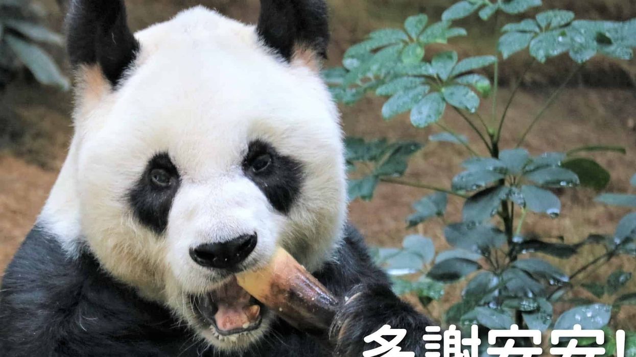 ocean park hong kong giant panda