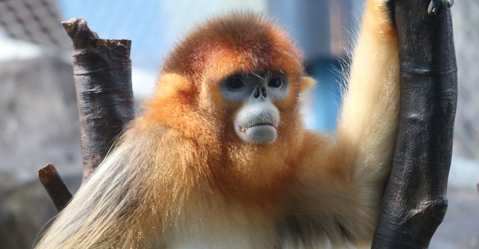 ocean park hong kong golden monkey