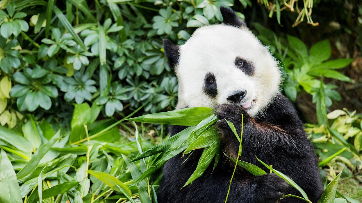 ocean park hong kong panda