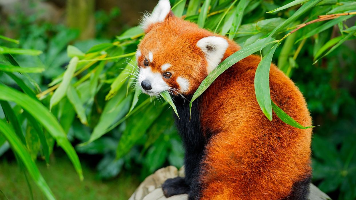 ocean park hong kong