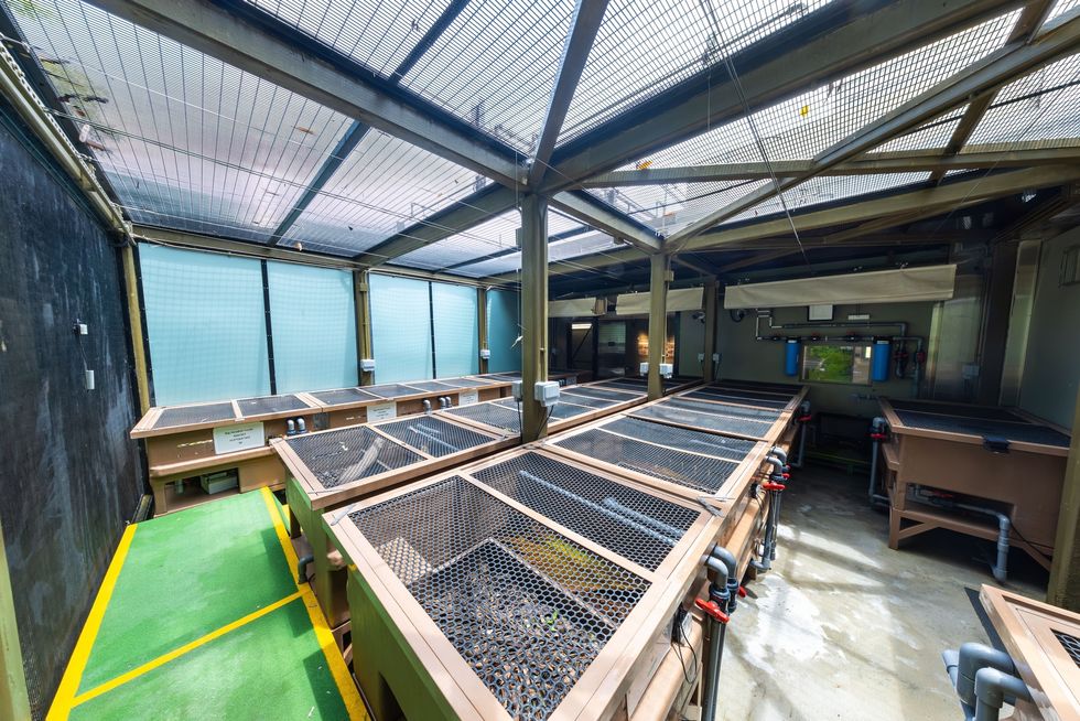Ocean Park's turtle conservation centre with rows of mesh-covered plant beds and industrial equipment.