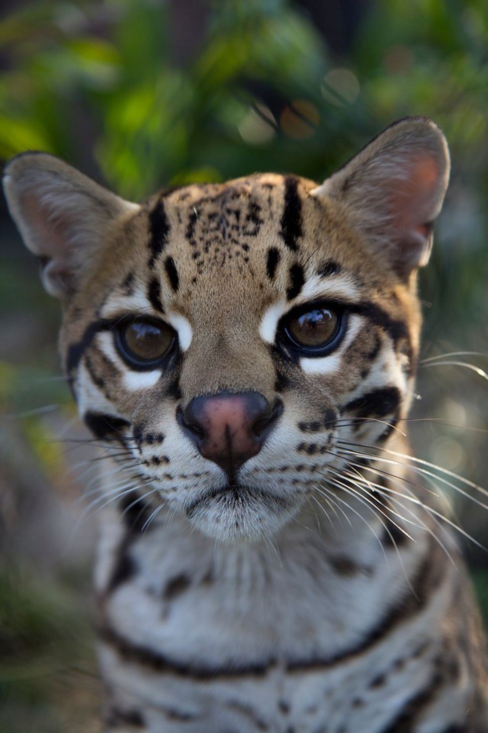 Ocelot
