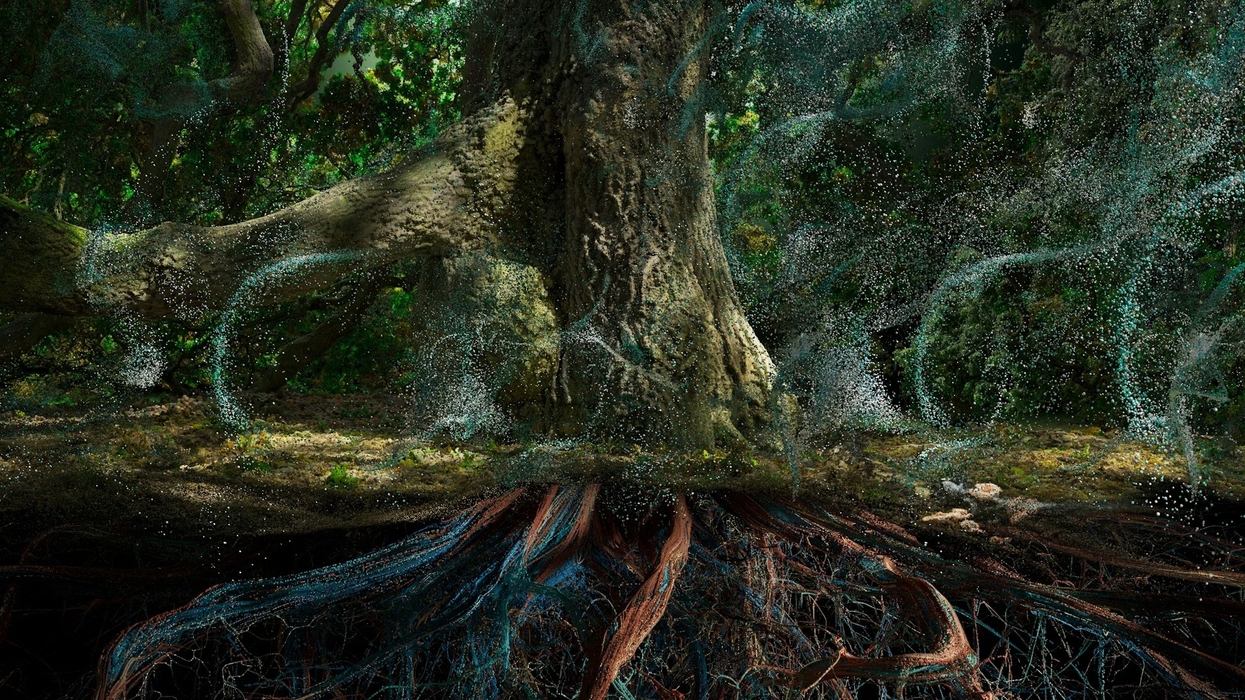 Of the Oak image reference