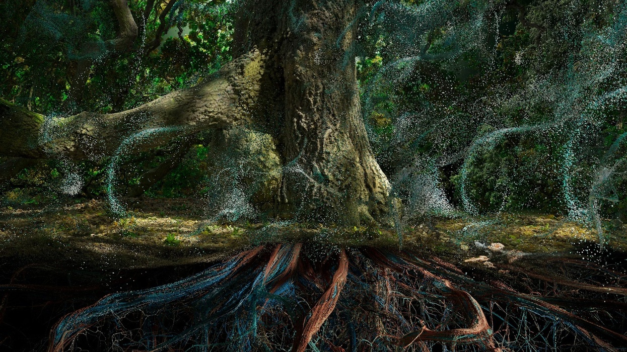 Of the Oak image reference