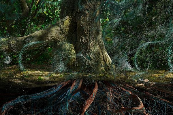 Of the Oak image reference