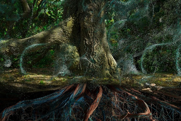 Of the Oak image reference