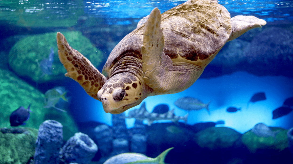 oklahoma aquarium