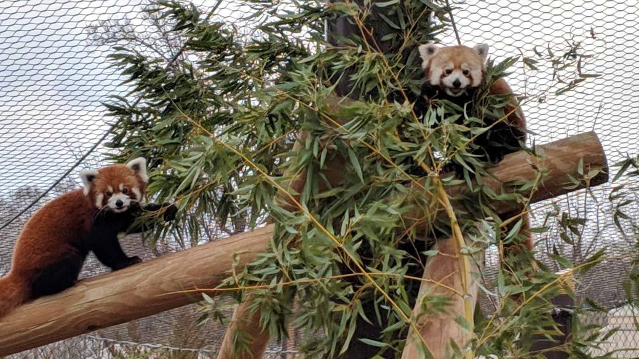 oklahoma city zoo