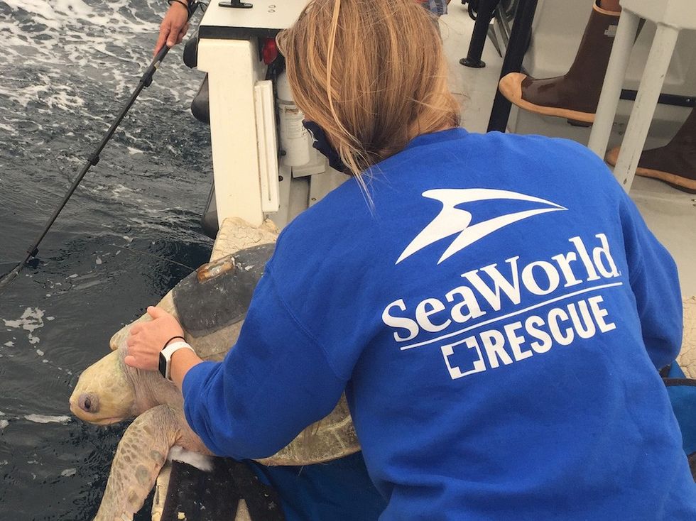 Olive-ridley-turtle rescue SeaWorld