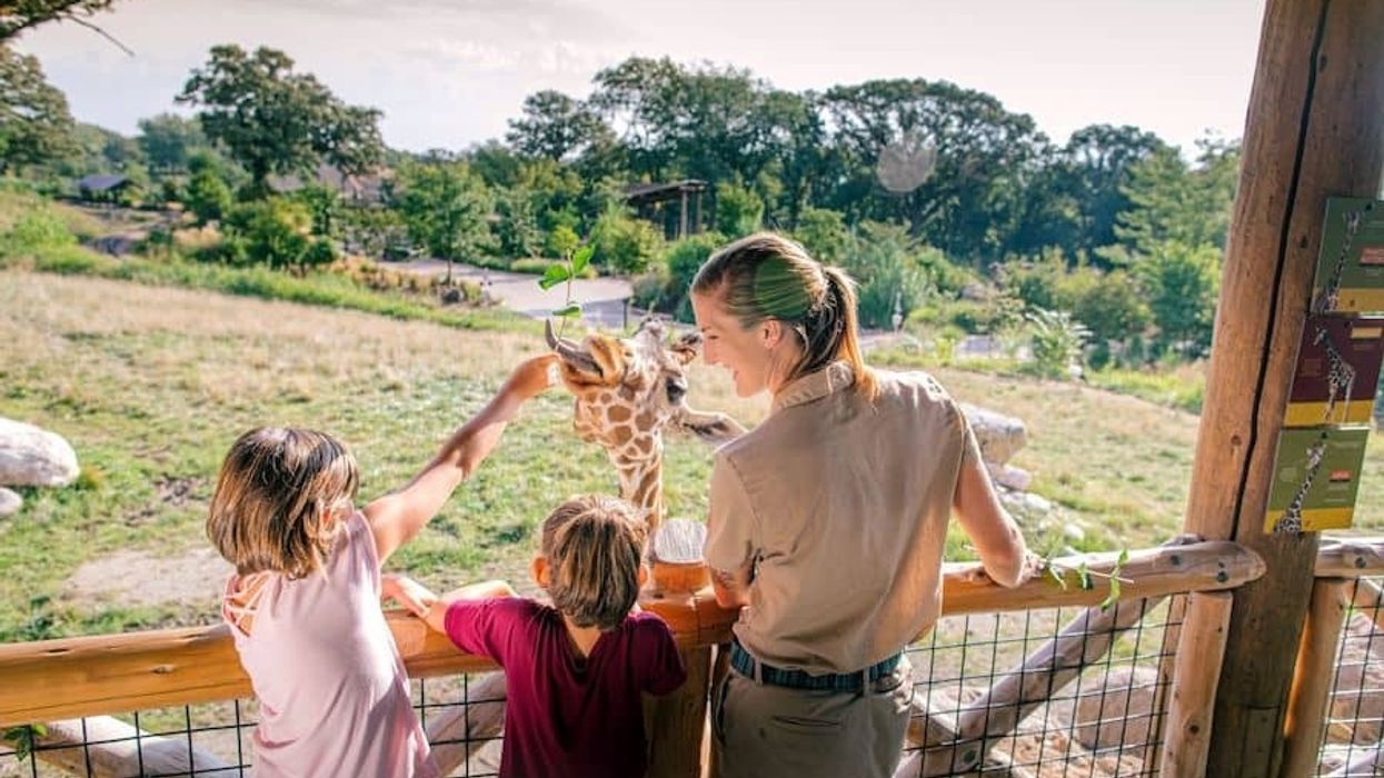 Omaha Henry Doorly Zoo Giraffe Feeding