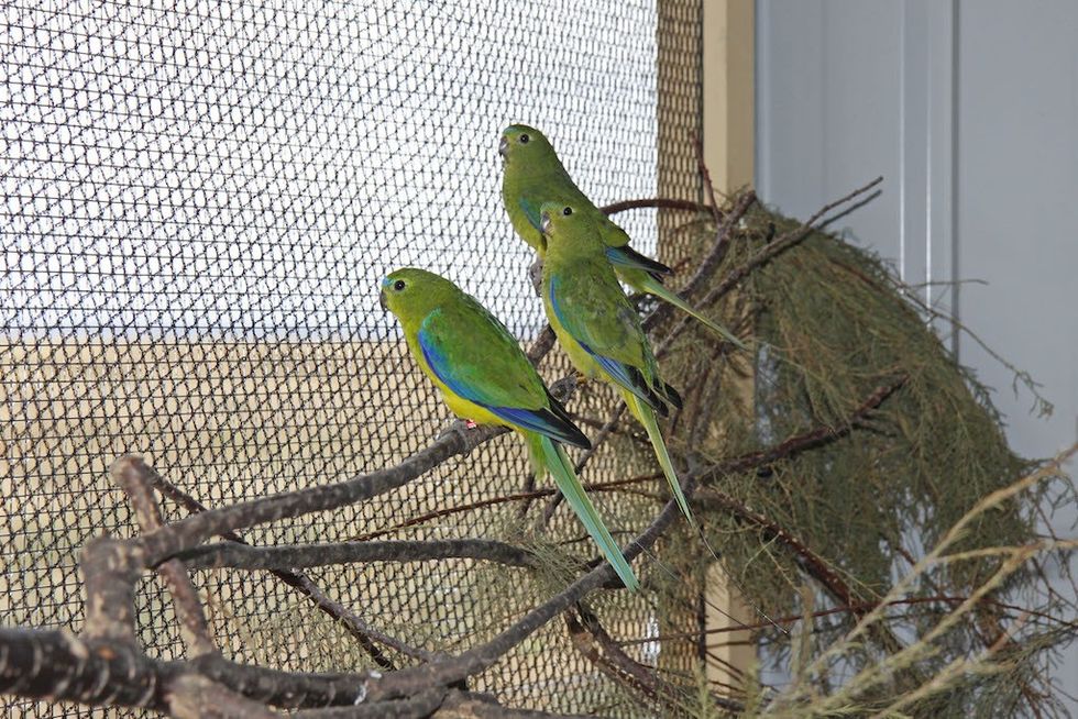 Orange Bellied Parrots at Moonlit Sanctuary Wildlife Conservation Park ZAA