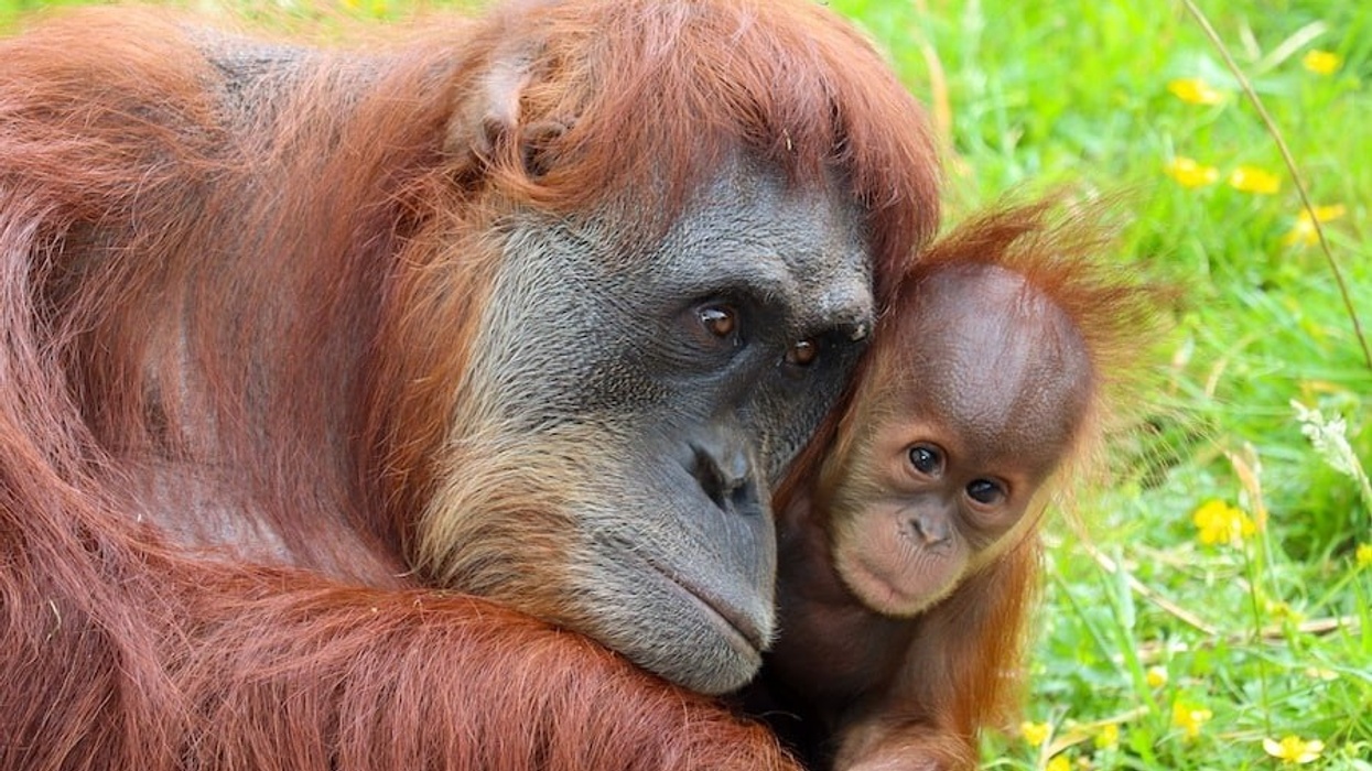 orangutan and baby