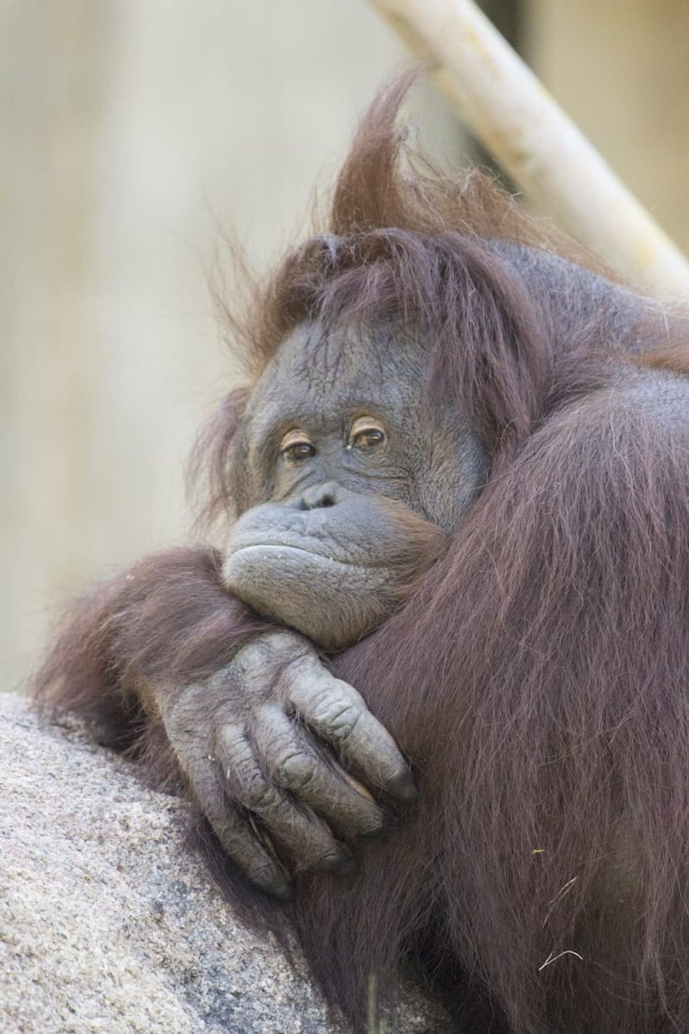 Orangutan at Kansas City Zoo
