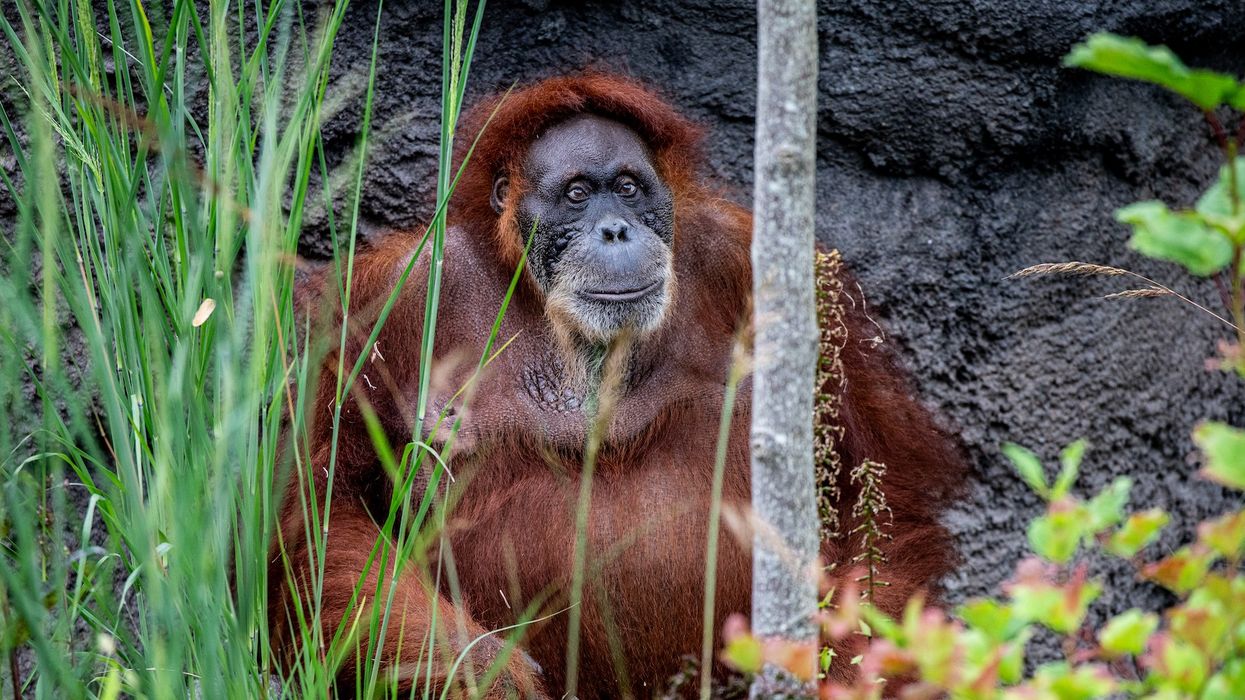 Orangutan at Toronto Zoo