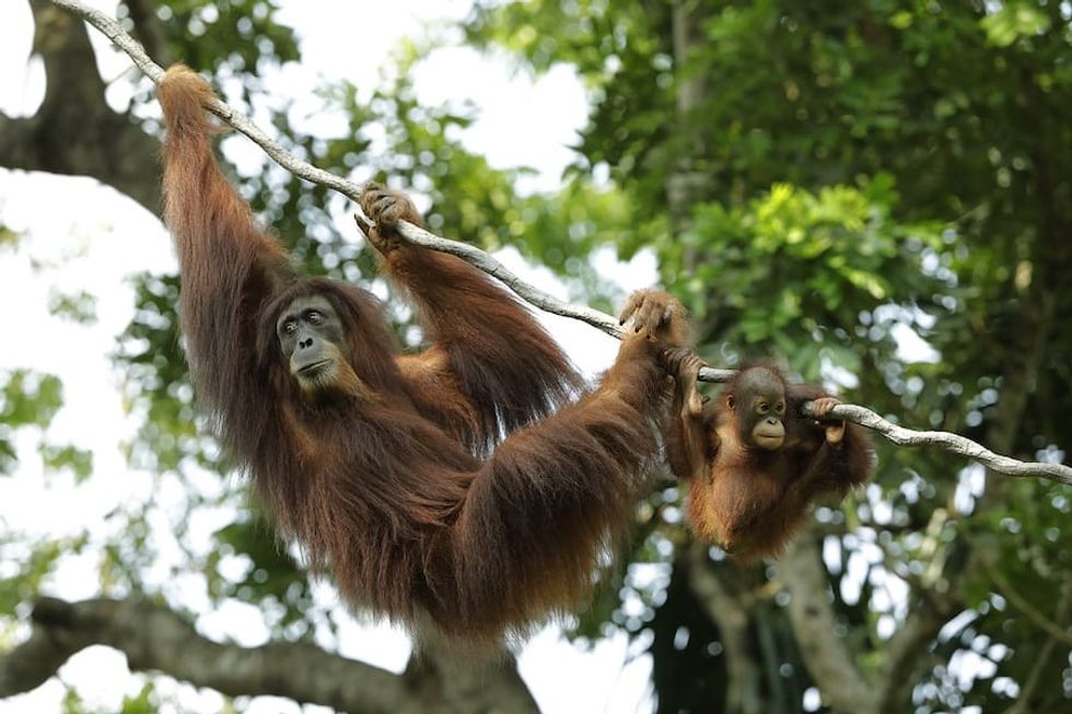 Orangutan island Wildlife Reserves Singapore