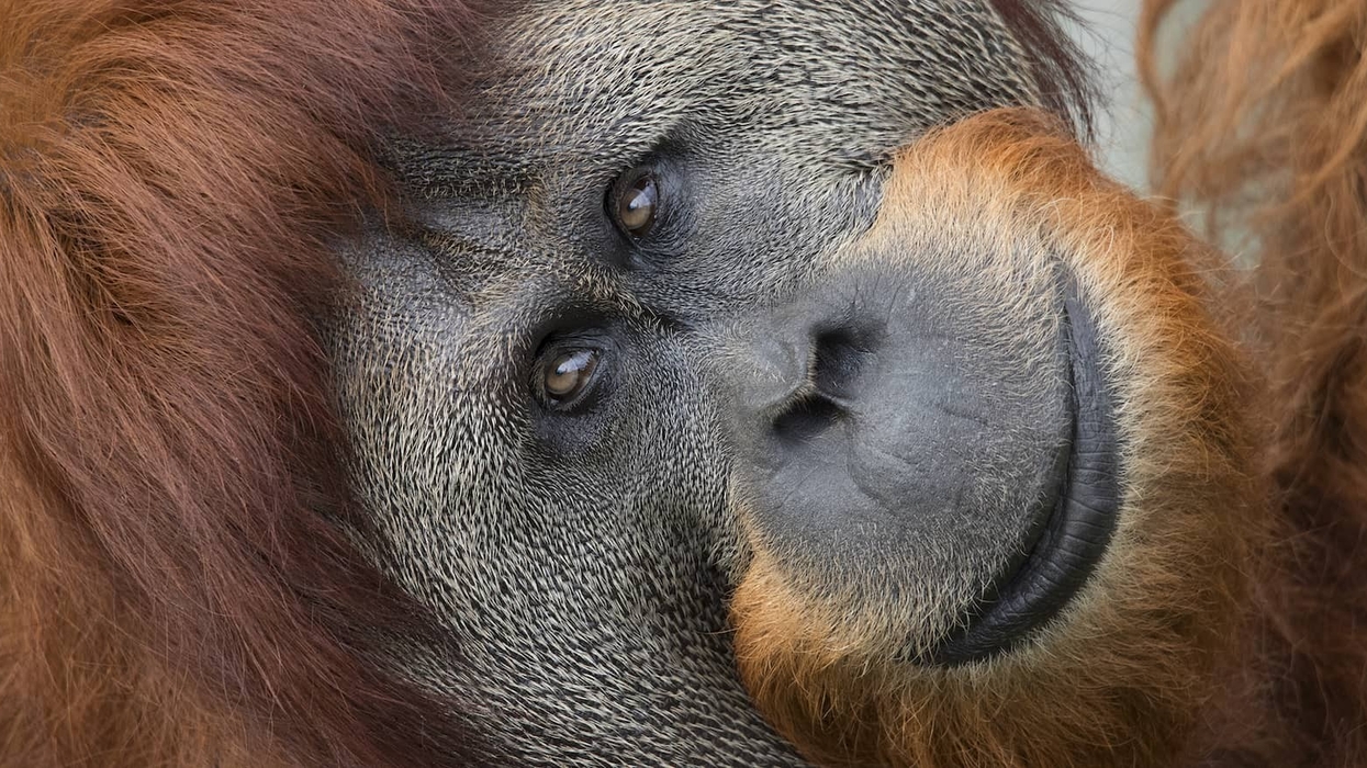 Orangutan Perth Zoo