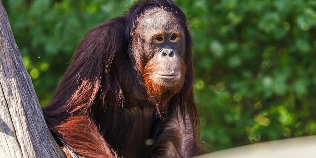 FuseMetrix platform transforms visitor experience at Twycross Zoo