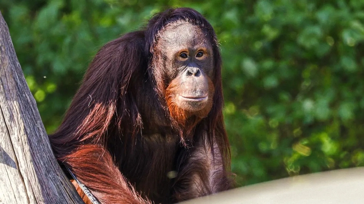 Orangutan sitting on a tree at Twycross Zoo, surrounded by green foliage in the background.