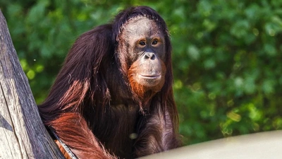 Orangutan sitting on a tree at Twycross Zoo, surrounded by green foliage in the background.